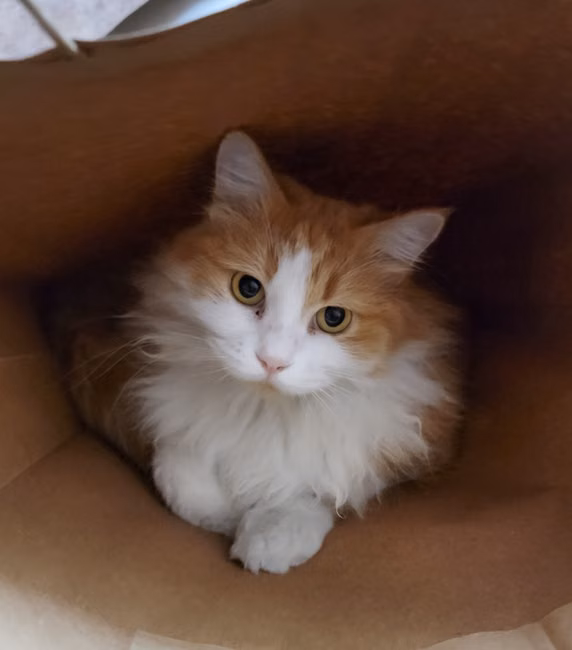 Colônia Pet