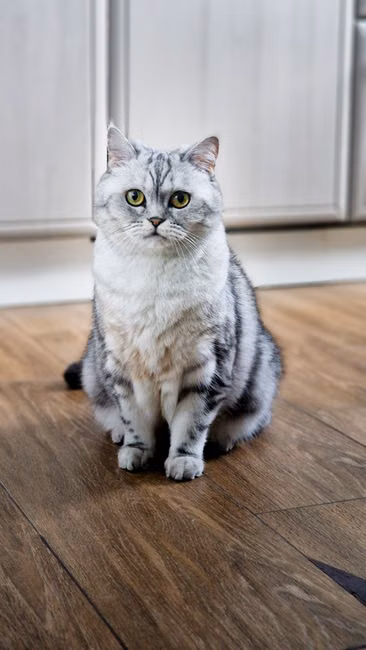 Arranhador para Gatos