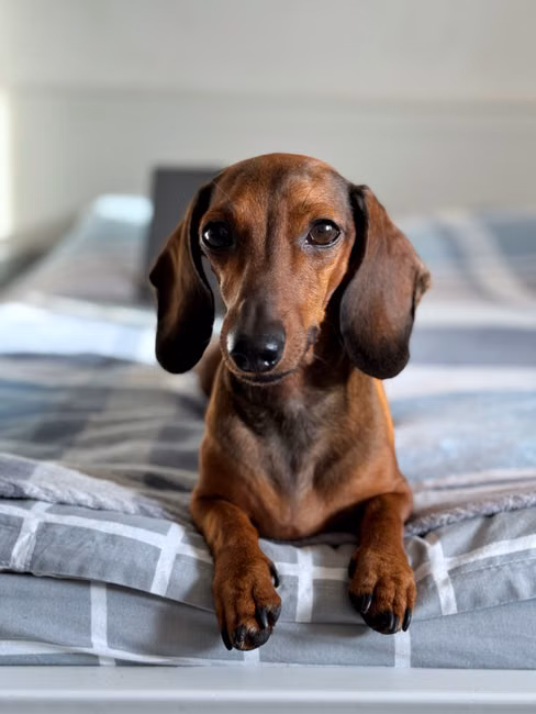 Cama Pet Confortável